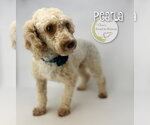 Small Photo #2 Poodle (Miniature) Puppy For Sale in Benton, LA, USA