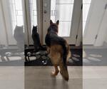 Small #3 German Shepherd Dog
