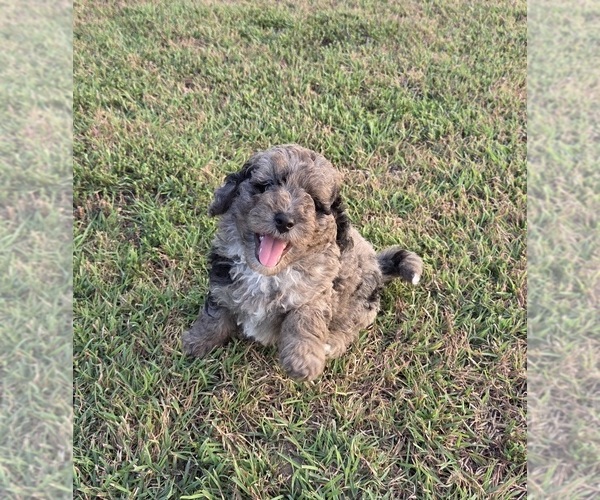 Medium Photo #11 Aussiedoodle Puppy For Sale in WILLS POINT, TX, USA