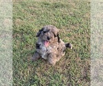 Small #10 Aussiedoodle