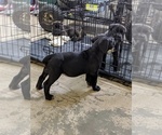 Small Photo #10 Cane Corso Puppy For Sale in MAGNOLIA, TX, USA