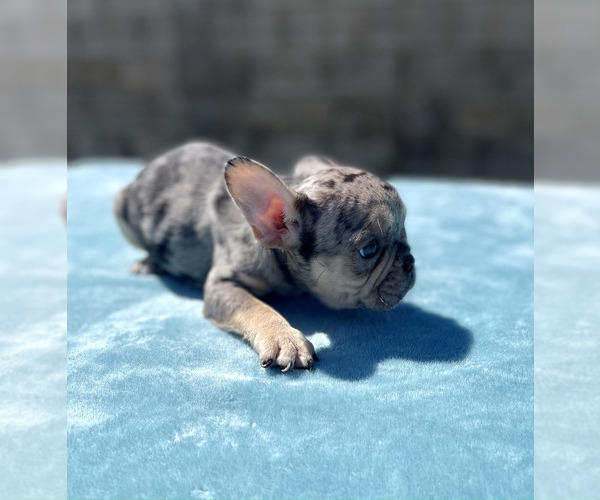 Medium Photo #30 French Bulldog Puppy For Sale in CHARLOTTE, NC, USA