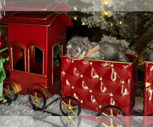 Medium Photo #4 French Bulldog Puppy For Sale in SPRINGFIELD, MO, USA