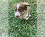 Small Photo #21 Australian Shepherd Puppy For Sale in MERIDIANVILLE, AL, USA