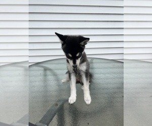 Alaskan Klee Kai Puppy for sale in ARTHUR, IL, USA