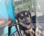Small #4 Australian Shepherd Mix