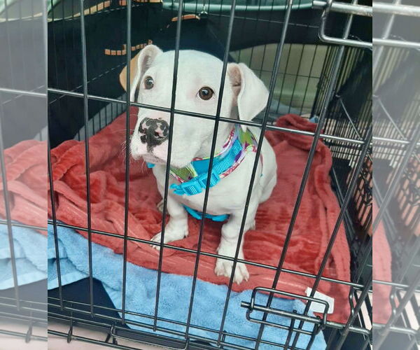 Medium Photo #5 Dachshund-Unknown Mix Puppy For Sale in Mount Laurel, NJ, USA