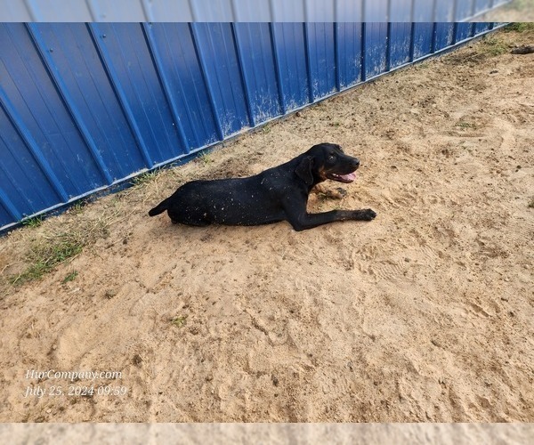 Medium Photo #11 Catahoula Leopard Dog Puppy For Sale in CUMBY, TX, USA