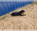 Small #10 Catahoula Leopard Dog