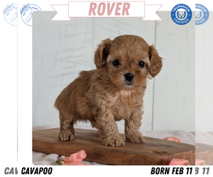Medium Cavapoo (Miniature)