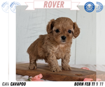 Puppy Rover Cavapoo (Miniature)