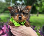Small #1 Yorkshire Terrier