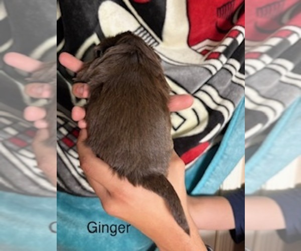 Medium Photo #46 Shorkie Tzu Puppy For Sale in SCOTTSDALE, AZ, USA