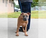 Small American Pit Bull Terrier