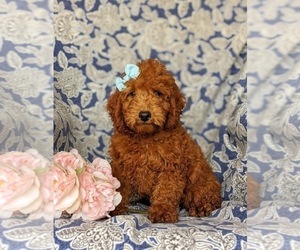 Goldendoodle (Miniature) Puppy for sale in LEOLA, PA, USA