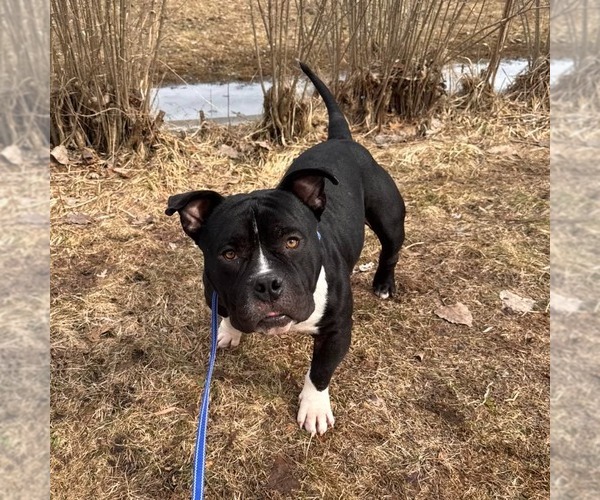 Medium Photo #10 American Bulldog-Unknown Mix Puppy For Sale in Muskegon, MI, USA