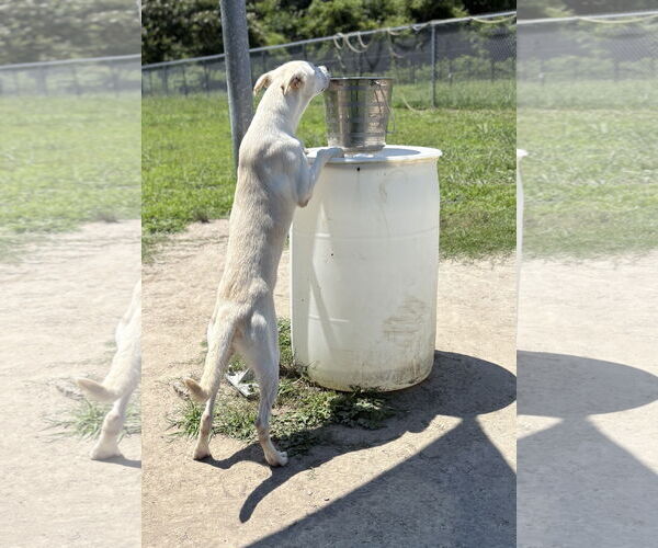 Medium Photo #4 Huskies -Unknown Mix Puppy For Sale in Virginia Beach, VA, USA