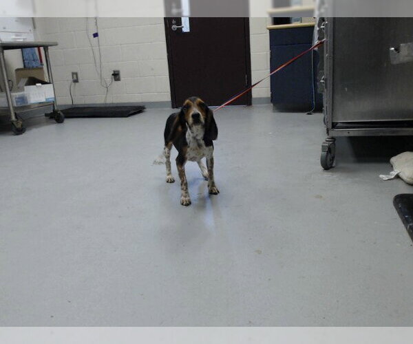 Medium Photo #1 Beagle Puppy For Sale in Fayetteville, NC, USA