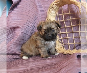 Shiranian Puppy for sale in LE MARS, IA, USA