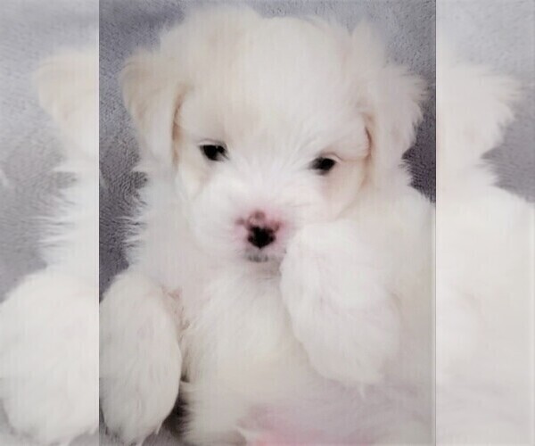 Medium Photo #4 Maltese Puppy For Sale in PISCATAWAY, NJ, USA