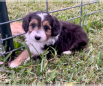 Puppy Lady Aussiedoodle Miniature 