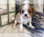 Small #6 ShihPoo