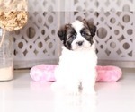 Small #3 Havanese