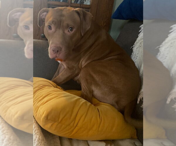 Medium Photo #3 Mutt Puppy For Sale in Minneapolis, MN, USA