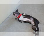 Small #1 Labrador Retriever Mix