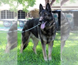 German Shepherd Dog Dogs for adoption in GREENVILLE, TX, USA