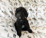 Small #7 Cavapoo