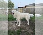Small Photo #4 Great Pyrenees Puppy For Sale in ROSENBERG, TX, USA