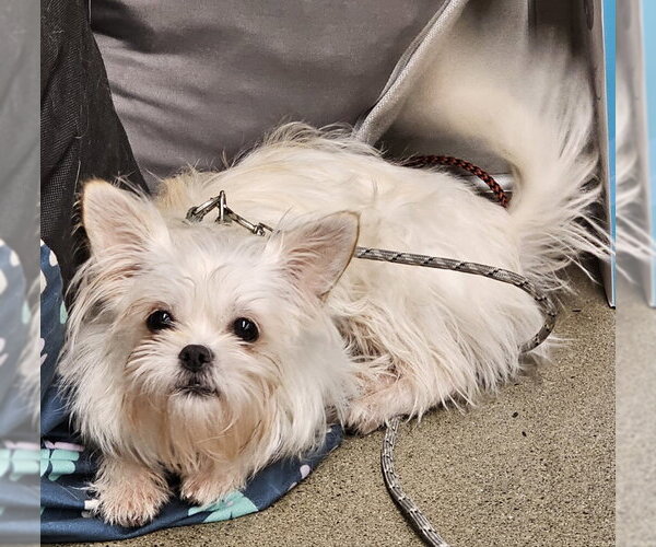 Medium Photo #2 ShiChi Puppy For Sale in Olalla, WA, USA