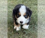 Small #3 Australian Shepherd