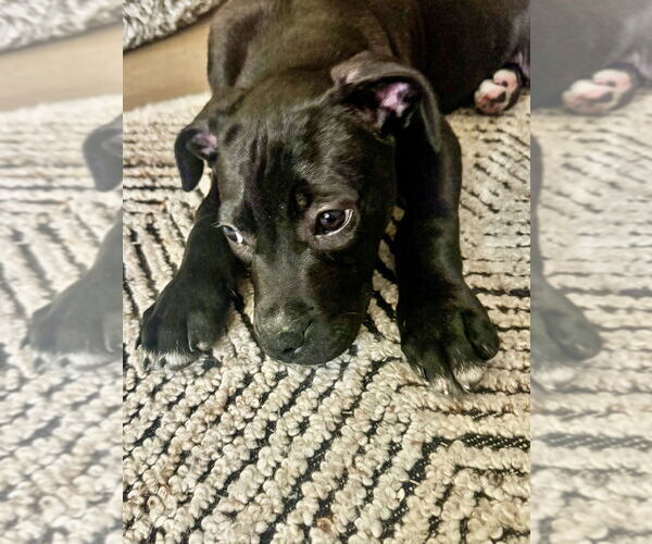 Medium Photo #12 Mutt Puppy For Sale in Mooresville, NC, USA