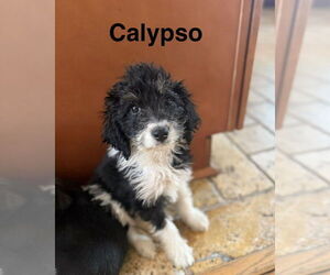 Beagle Mix Dog for Adoption in Springdale, Pennsylvania USA