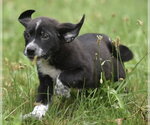 Small #2 Retriever  Mix