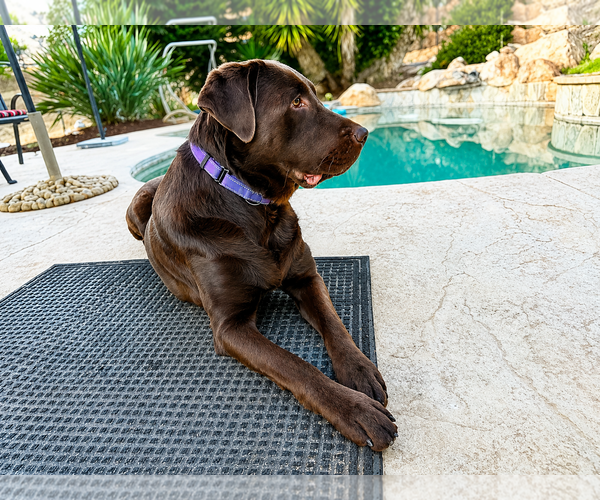 Medium Photo #4 Labrador Retriever Puppy For Sale in Clovis, CA, USA