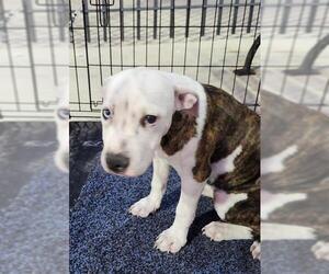 Mutt Dogs for adoption in San Antonio, TX, USA