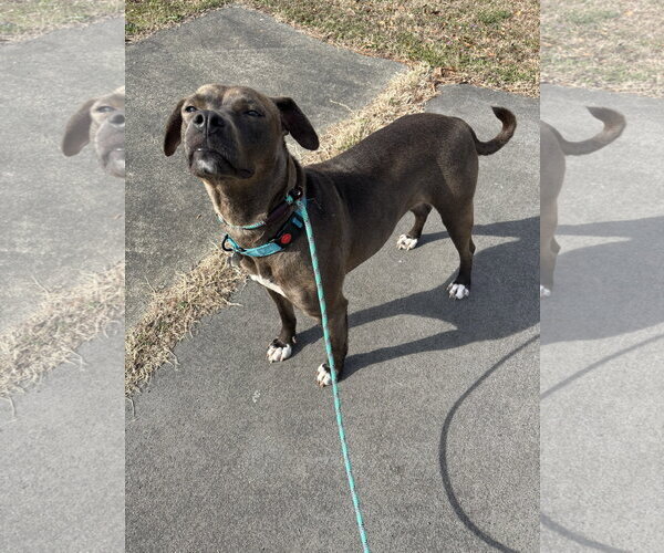 Medium Photo #11 American Pit Bull Terrier-Labrador Retriever Mix Puppy For Sale in Holly Springs, NC, USA