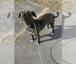 Small #10 American Pit Bull Terrier-Labrador Retriever Mix