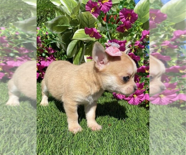 Medium Photo #5 Chihuahua Puppy For Sale in MIAMI BEACH, FL, USA