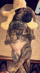 Bullmastiff Puppy for sale in MANASSAS, VA, USA
