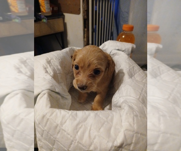 Medium Photo #1 Chihuahua Puppy For Sale in NORWAY, MI, USA