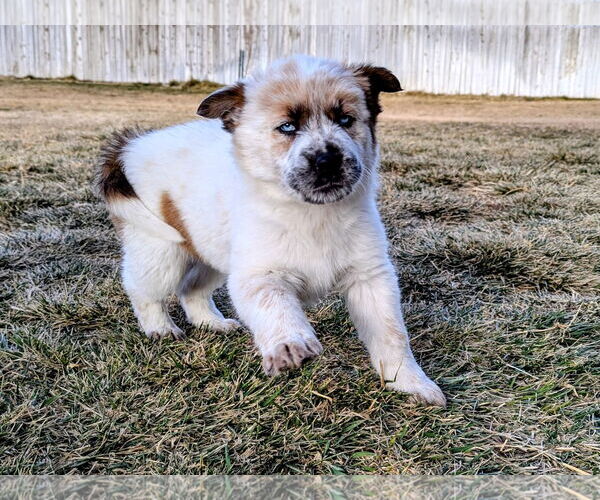 Medium Photo #10 Australian Shepherd-Unknown Mix Puppy For Sale in Sandy, UT, USA
