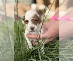 Small #1 Goldendoodle (Miniature)