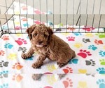 Small Cock-A-Poo-Poodle (Miniature) Mix