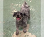 Small #2 Mutt