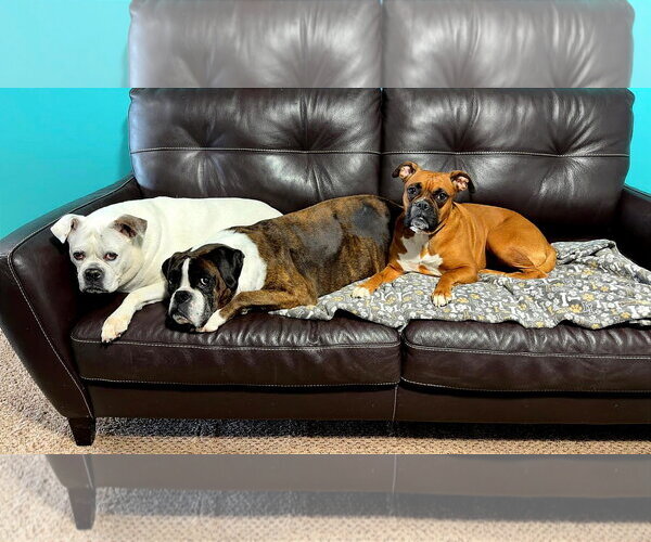 Medium Photo #7 Boxer Puppy For Sale in Burnsville, MN, USA