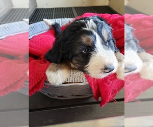 Bernedoodle Puppy for sale in HAZLETON, IA, USA